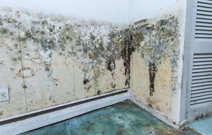 residential mold removal experts in Woodland
